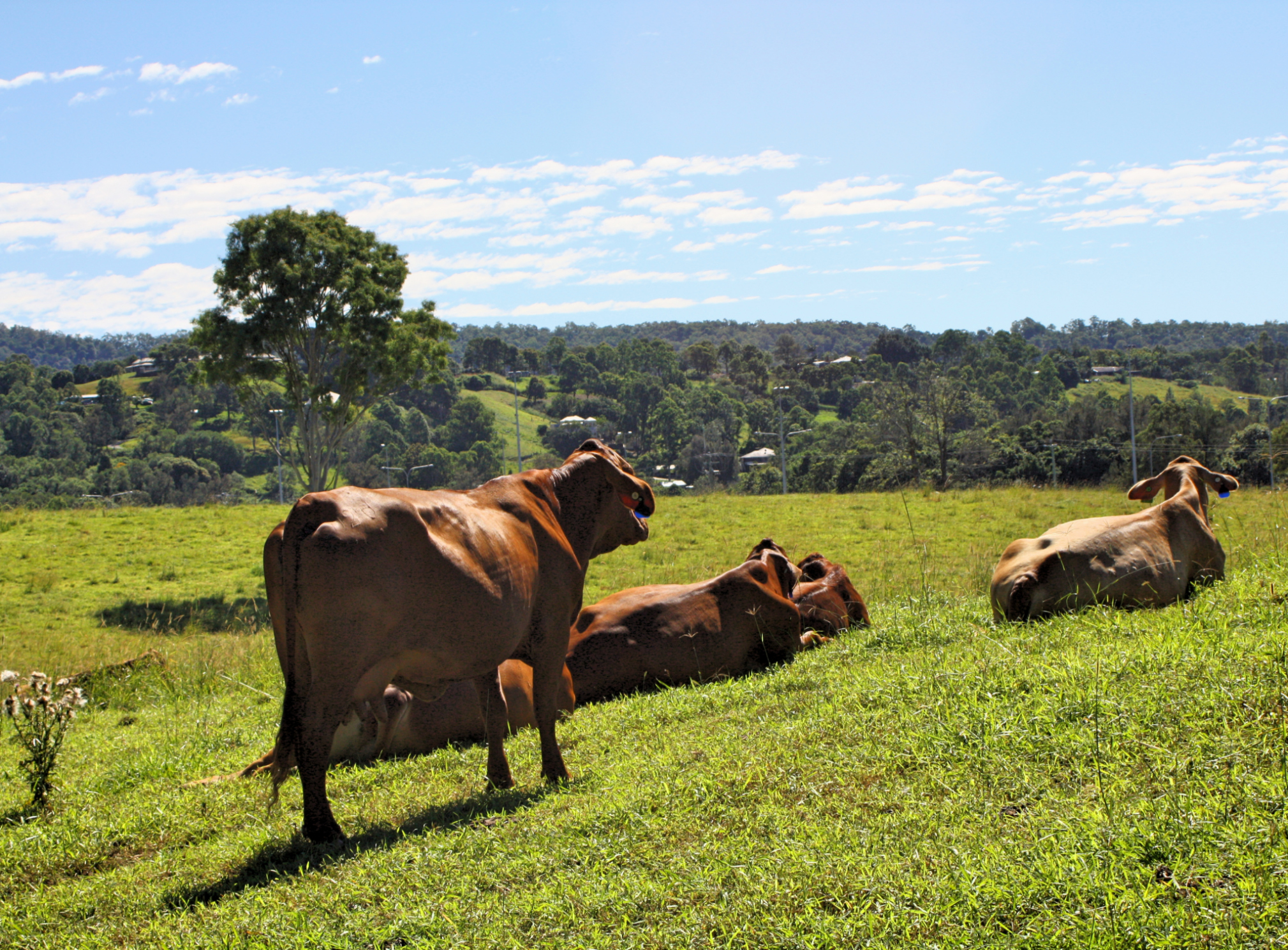 Researchers join all-island project on bovine TB