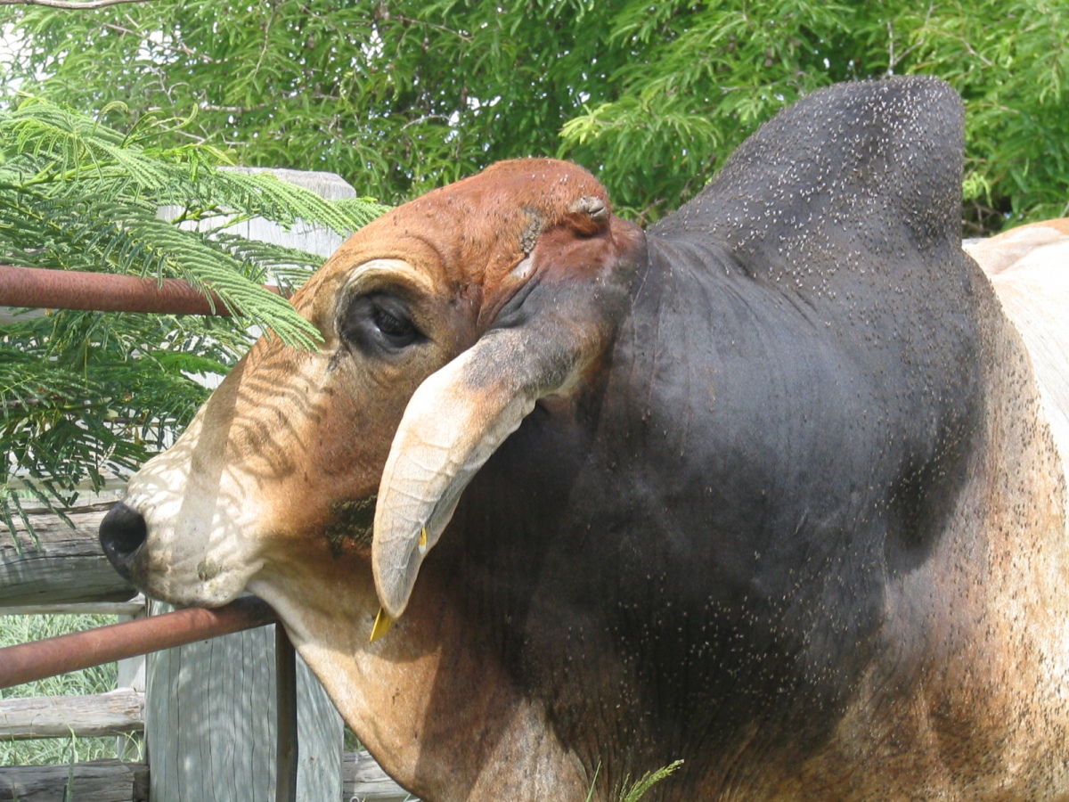 Chemical resistance concerns for worms, ticks and buffalo fly