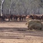 Feeding flood-stranded brumbies