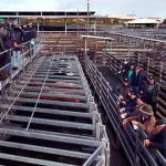 First all-girl shearing team in Western Australia takes over Minston Park shearing shed, Bindoon | The Land