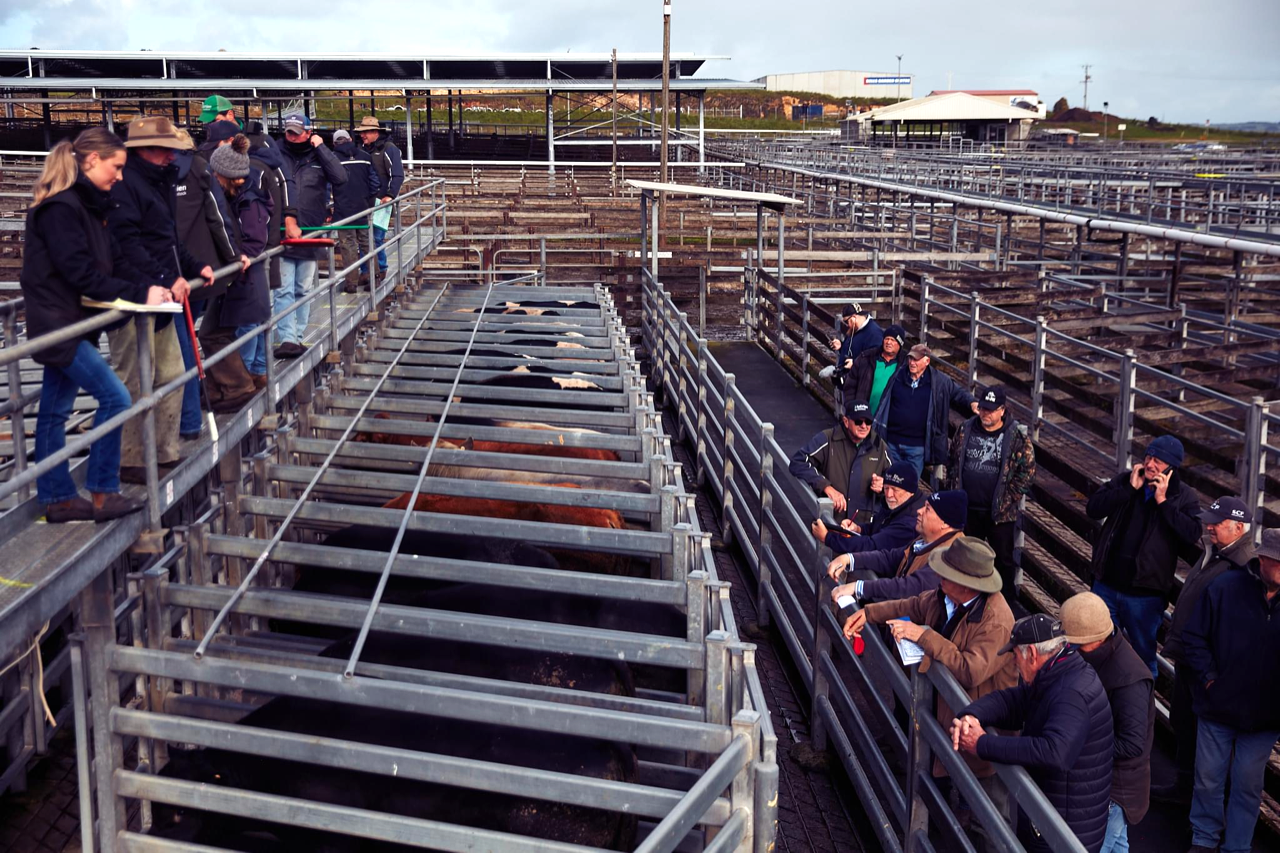 Warrnambool yards to close, despite ground- swell of support from farmers and stock agents