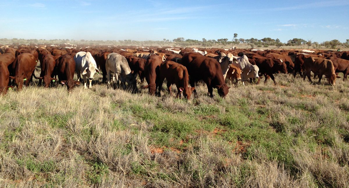 Handshake deals done on four extensive Kidman cattle properties