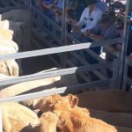 Steer values lift, despite continued surge in AuctionsPlus listings