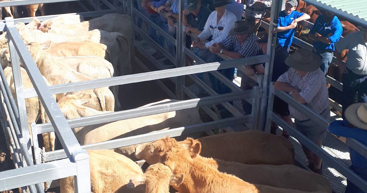 Charbray steers hit $2100 at Beaudesert | Queensland Country Life