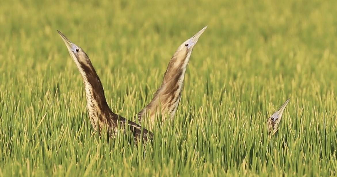 Bunyip Bird in focus at Leeton summit | The Land