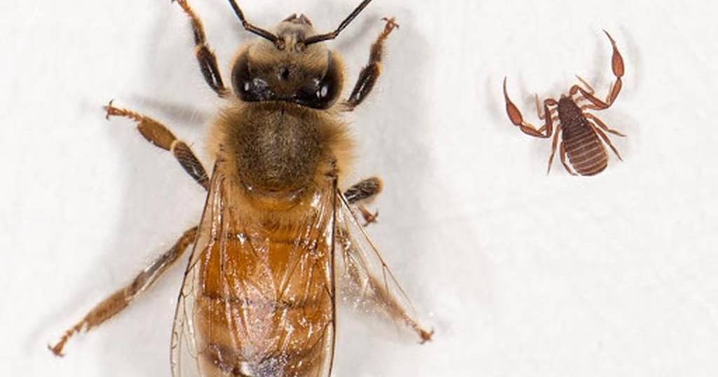 Have you seen one of these? Hunt on for Varroa mite predator