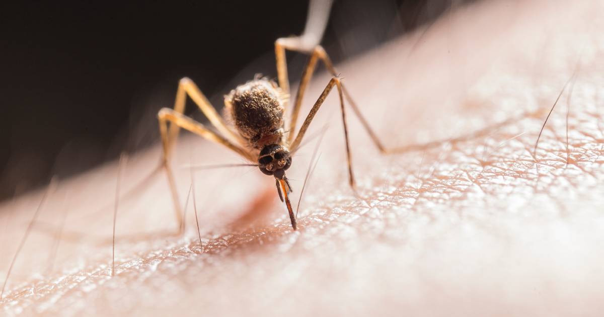 Japanese encephalitis virus-prone areas of Queensland named | Queensland Country Life