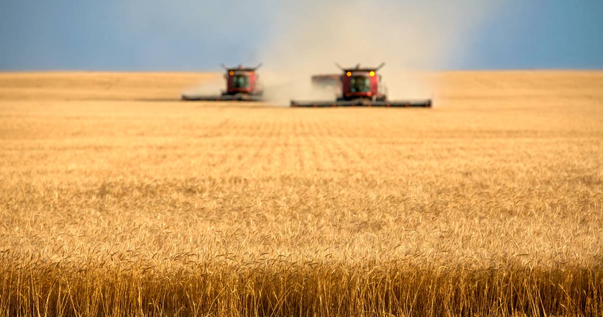 Effects of wet and cool conditions through critical grain filling stages now presenting themselves | The Land