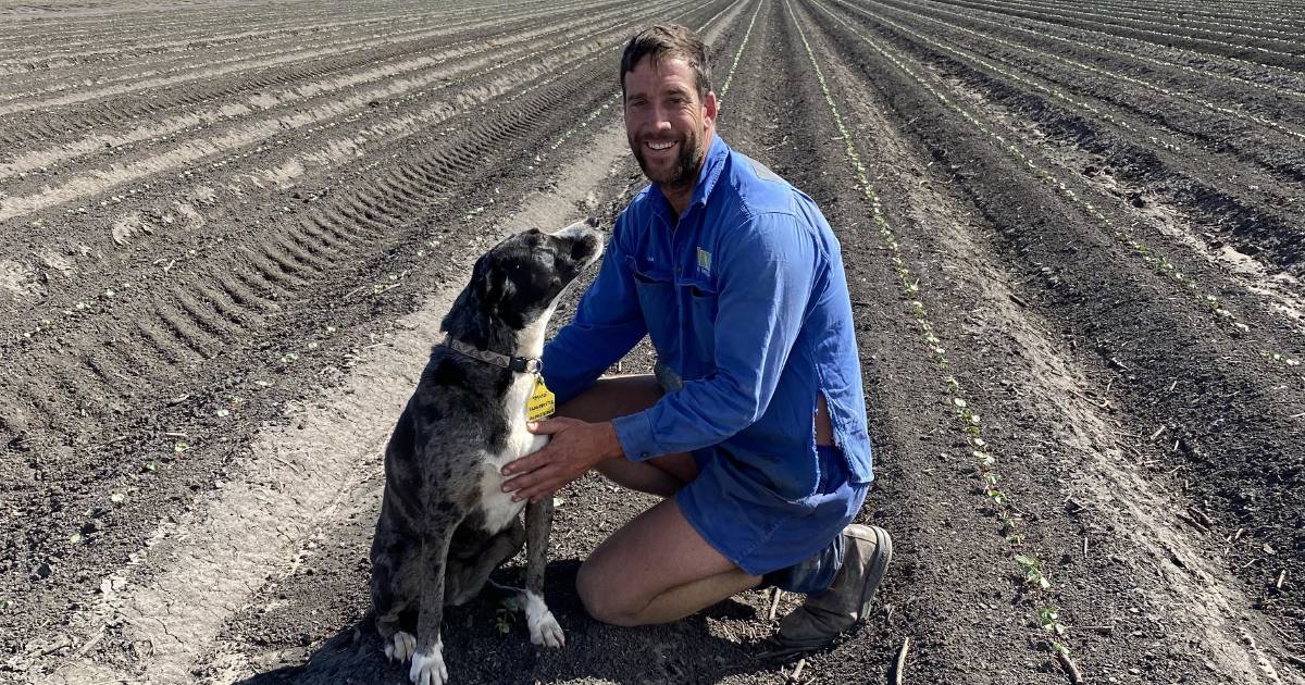 Dan Hayllor said it is good to have yields, price and quality on his side | Queensland Country Life