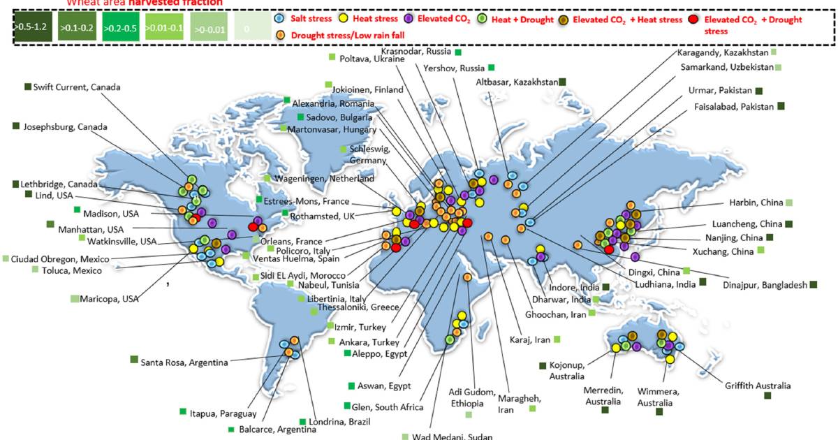 Climate change impact on wheat composition