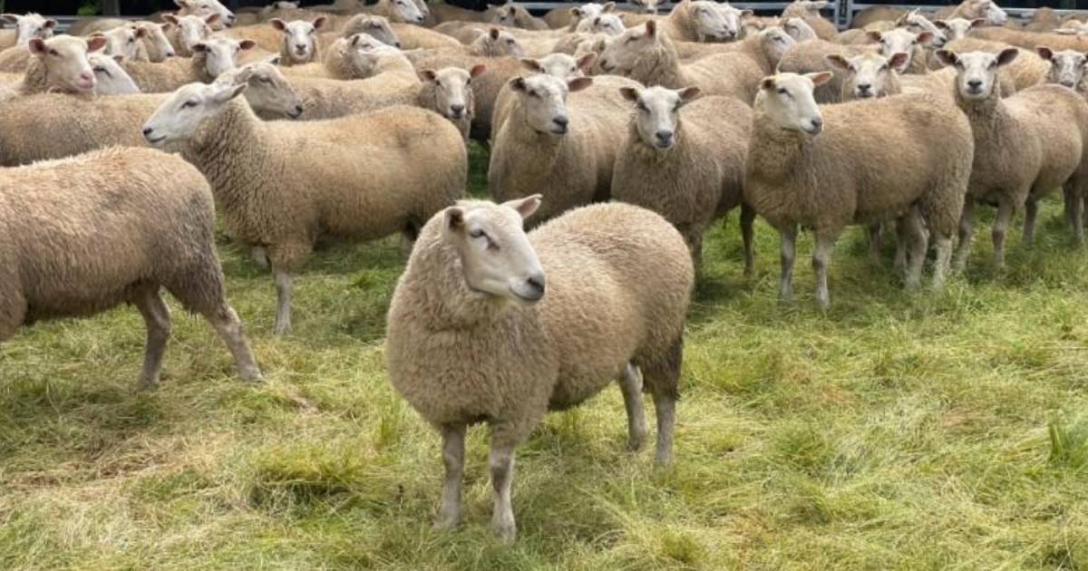 Ewe hoggets top in Lambpro online sale