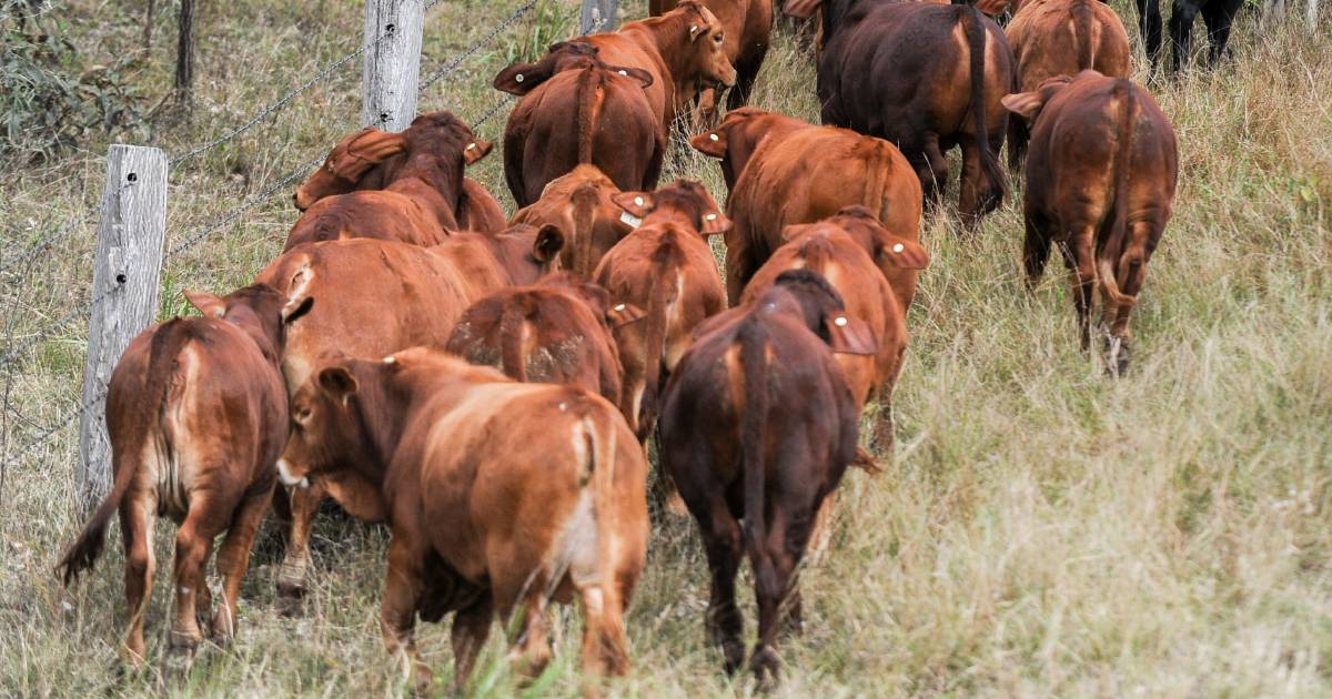 Higher throughput of Droughtmaster steers through AuctionsPlus