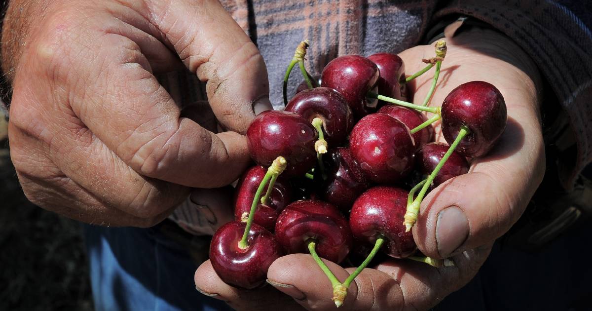 Potential stone fruit shortage