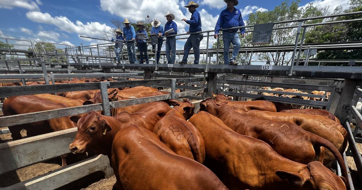 Backgrounder cattle still in demand at Gracemere