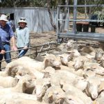 Three days left to nominate for Cattle Australia board positions