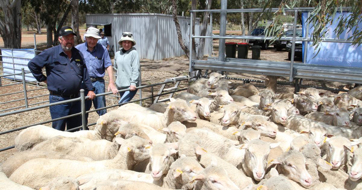 Maiden Merino ewes make $215 at third annual AWN Livestock Wickepin sheep sale | Farm Weekly