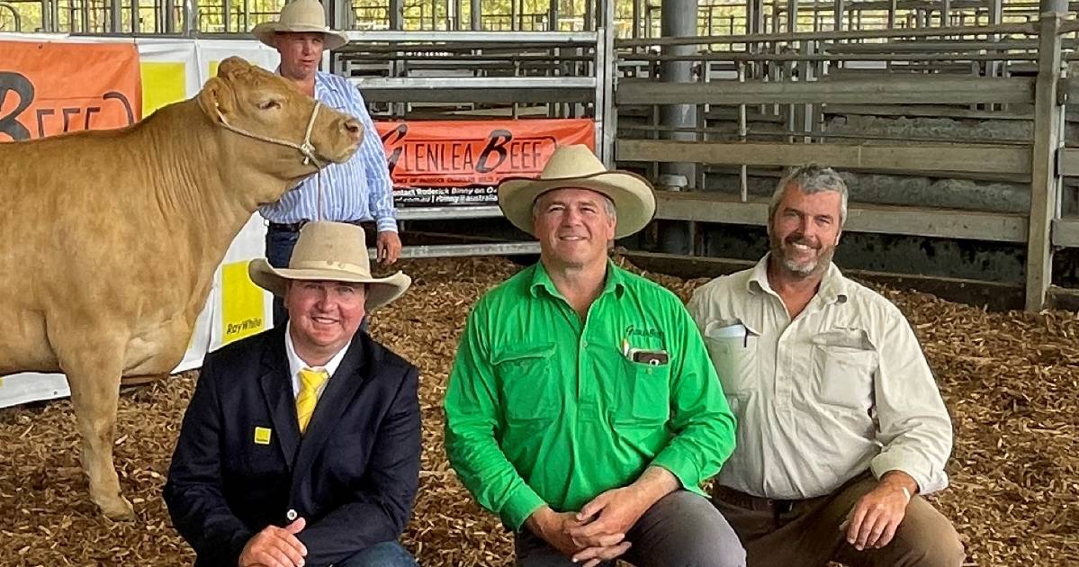 Glenlea female tops Casino livestock sale record as studs chase Charolais breeders | The Land