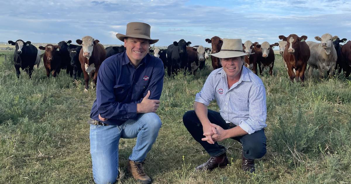 How this Toowoomba agency topped online cattle sales