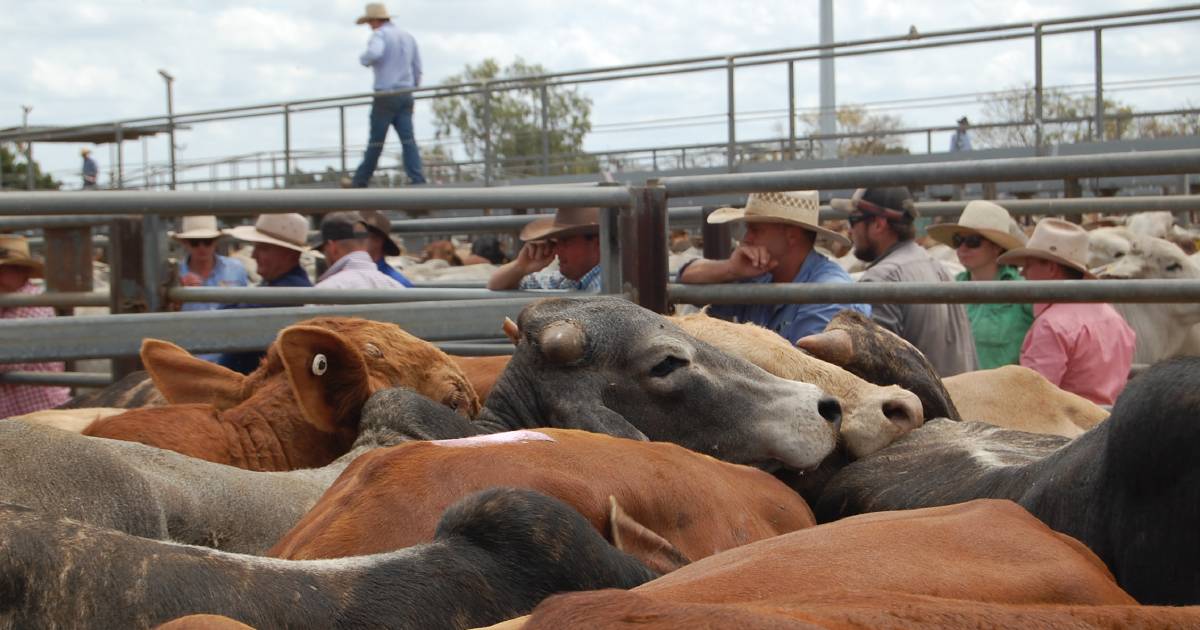 Bullocks and cows cheaper at Towers but store sale fully booked