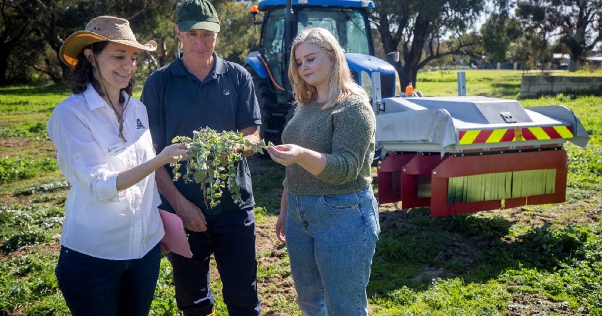 High voltage trial from DPIRD delivers weeds a shock | Farm Weekly