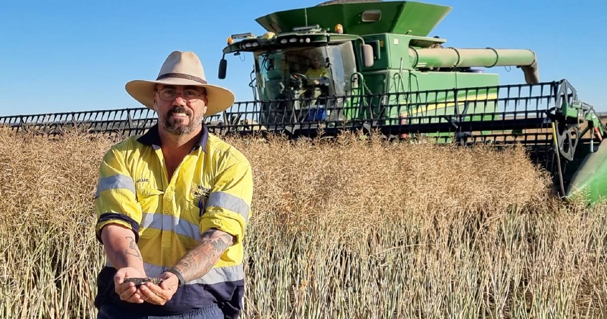 Exceptional canola crop at Croppa Creek