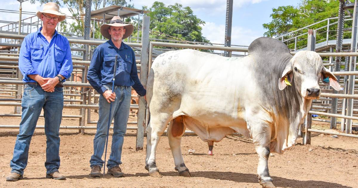 Kenilworth’s grey homozygous polled herd bull attracts top price at Gold City Brahman Sale at Charters Towers | Queensland Country Life