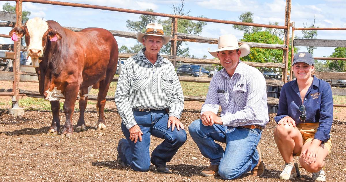 Great buyers market at burnett group's Bendemeer bull sale