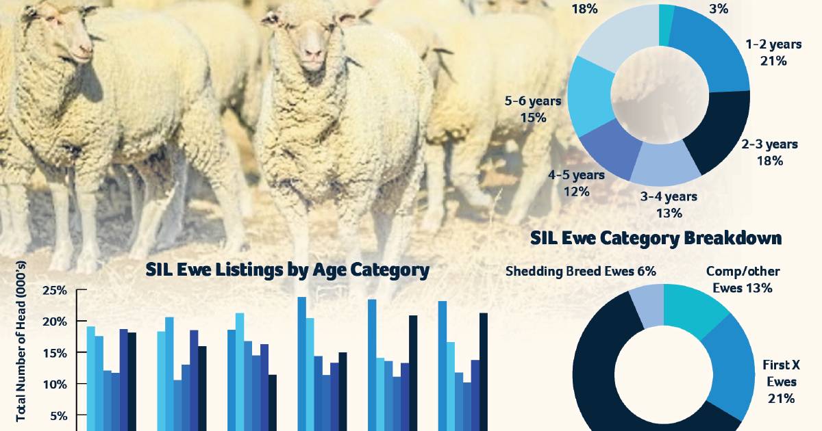 Synopsis reveals breeding trends of sheep producers shift