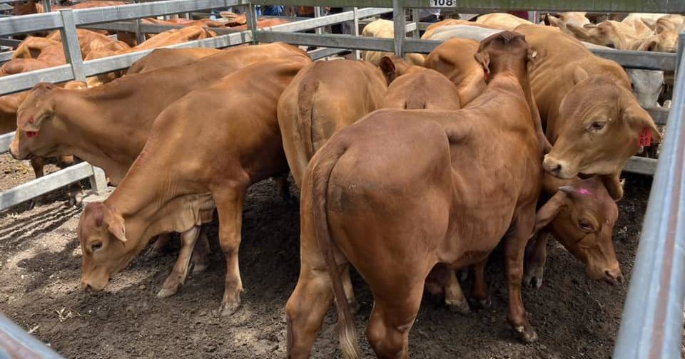 Charbray cross weaner steers sell for $1620 at Woodford | Queensland Country Life