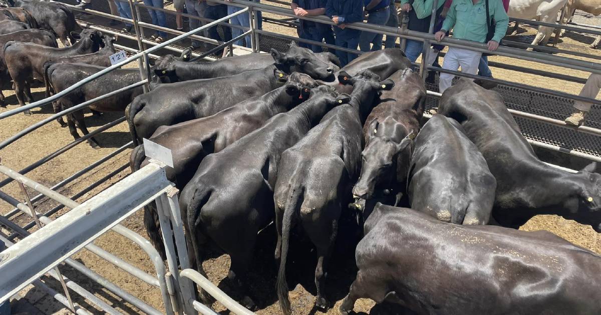 Increased yarding at Dubbo store sale