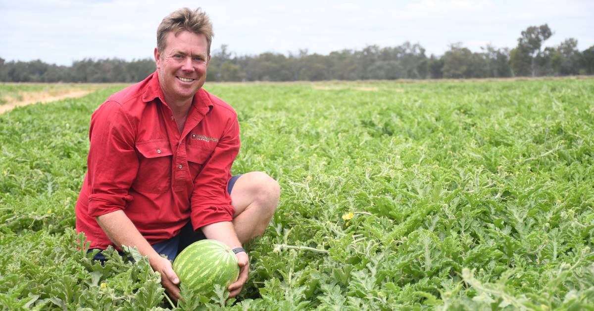 Input costs and unpredictable weather a worry for melon growers this season