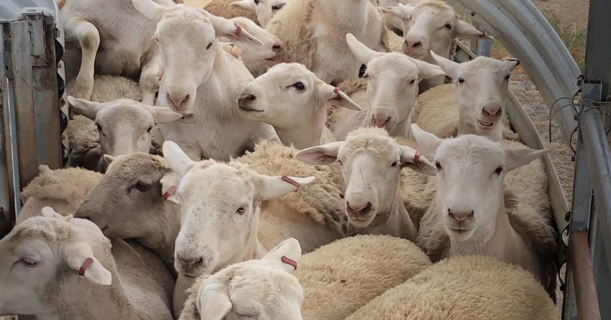 UltraWhite ewe lambs sell to $590 high at Nutrien Livestock’s maternal ewe sale on AuctionsPlus | Farm Weekly