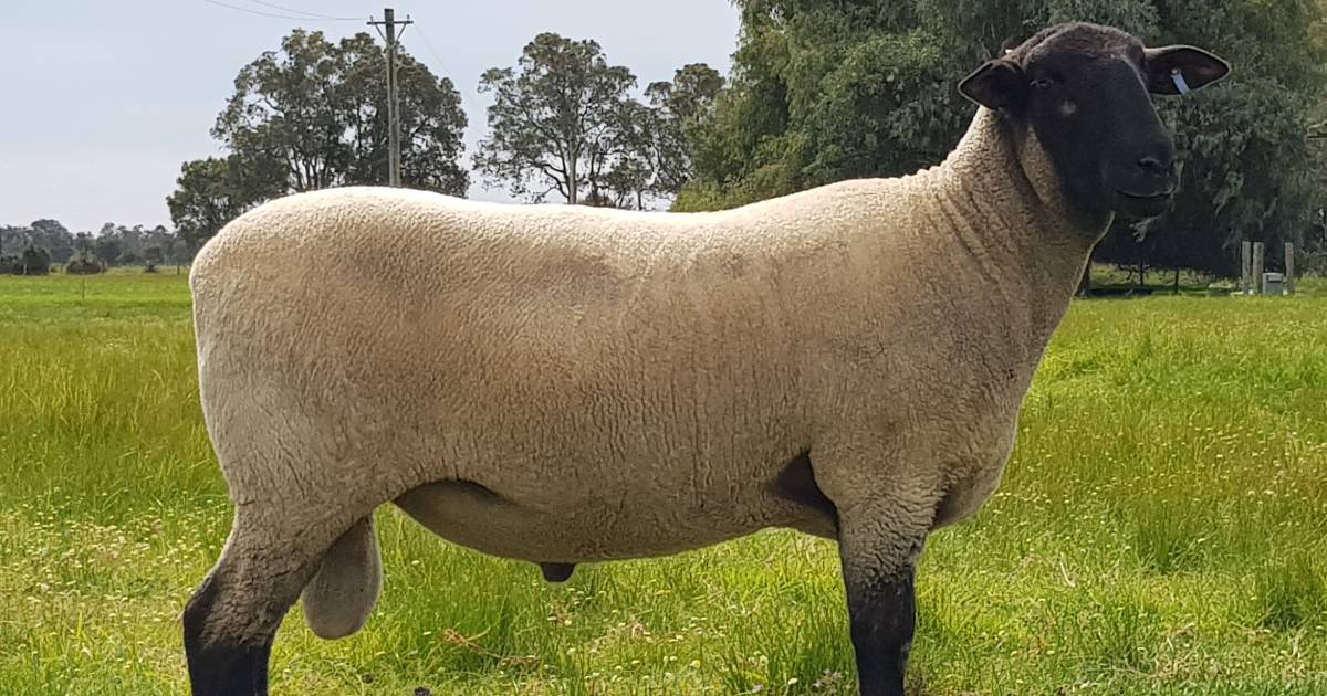 British Breeds excel in 2022 WA ram sale season | Farm Weekly