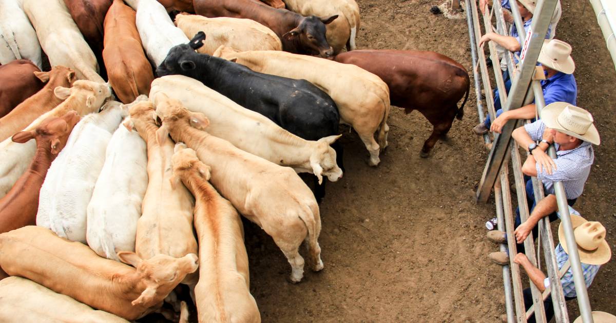 Charolais cross steers to $2479 at Roma