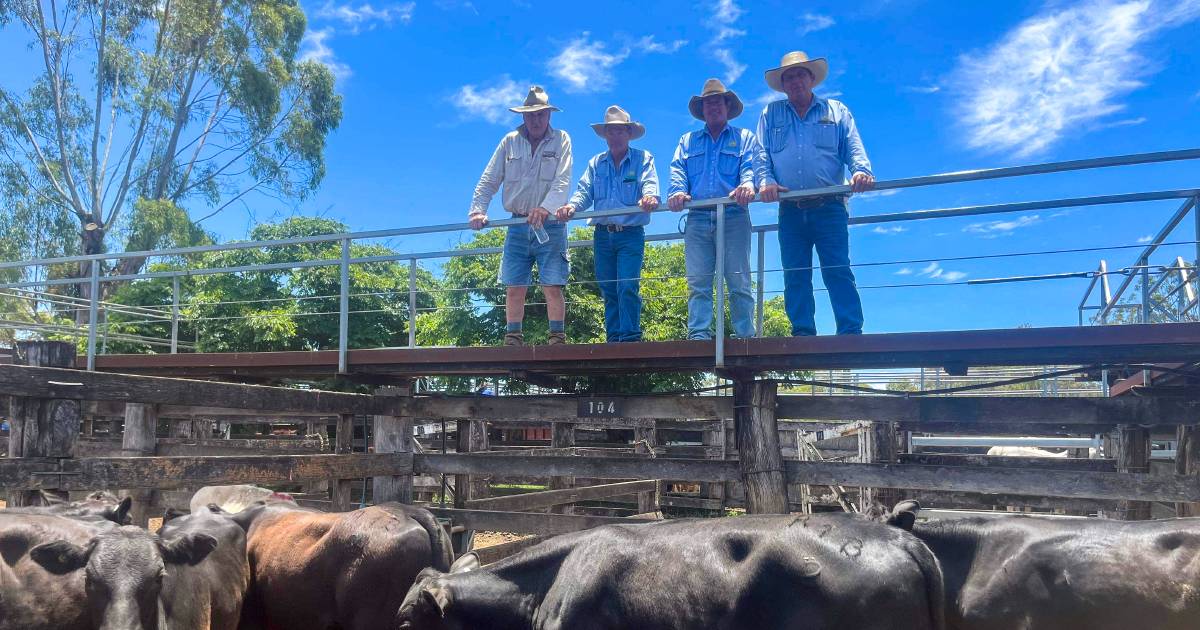 Murgon sale softer due to availability