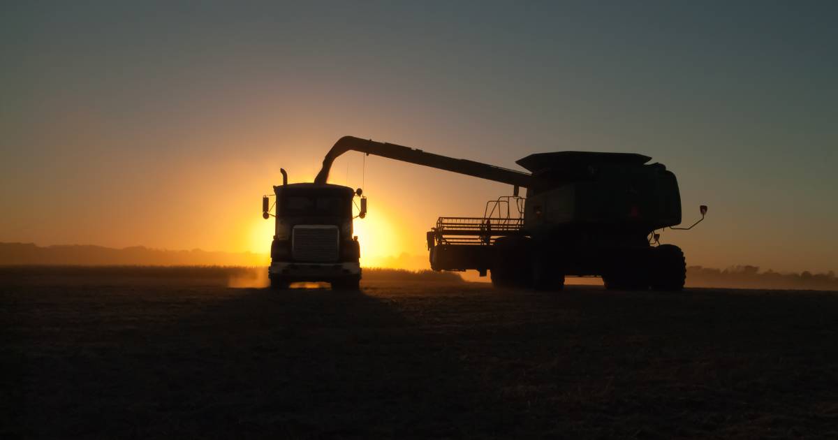 Harvest set to be a drawn-out affair