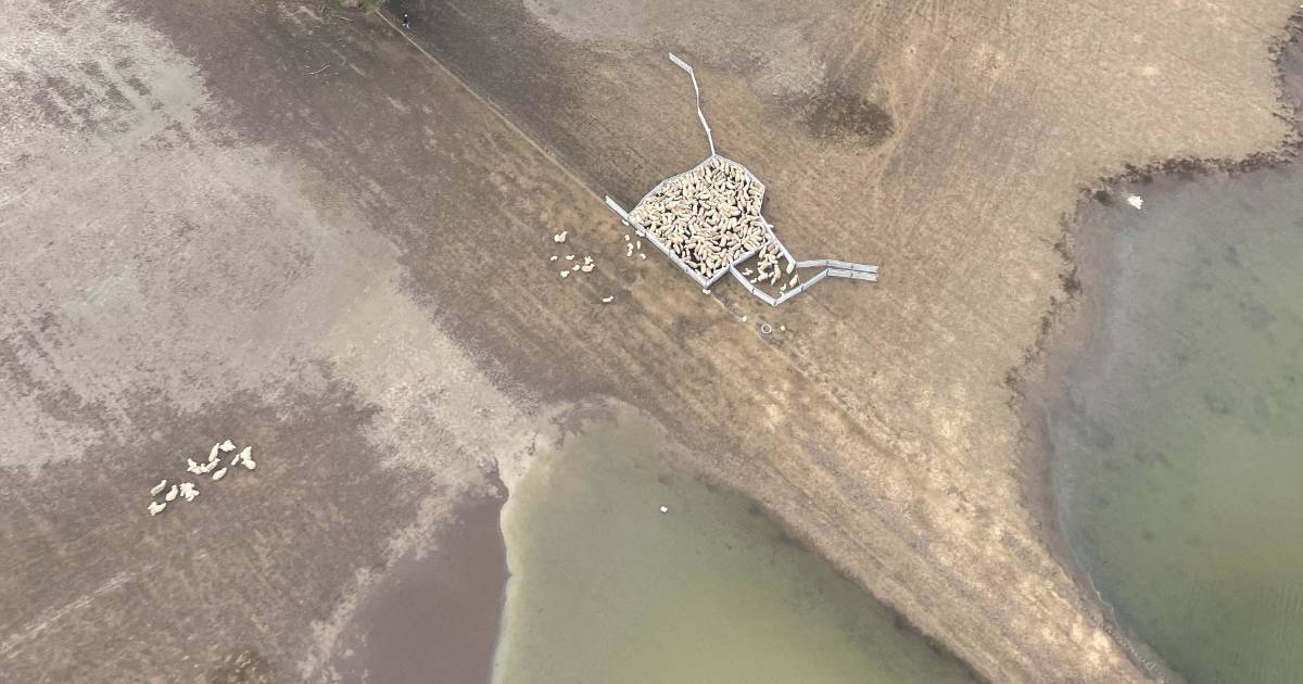 Stranded sheep airlifted from shrinking island as floodwaters rise