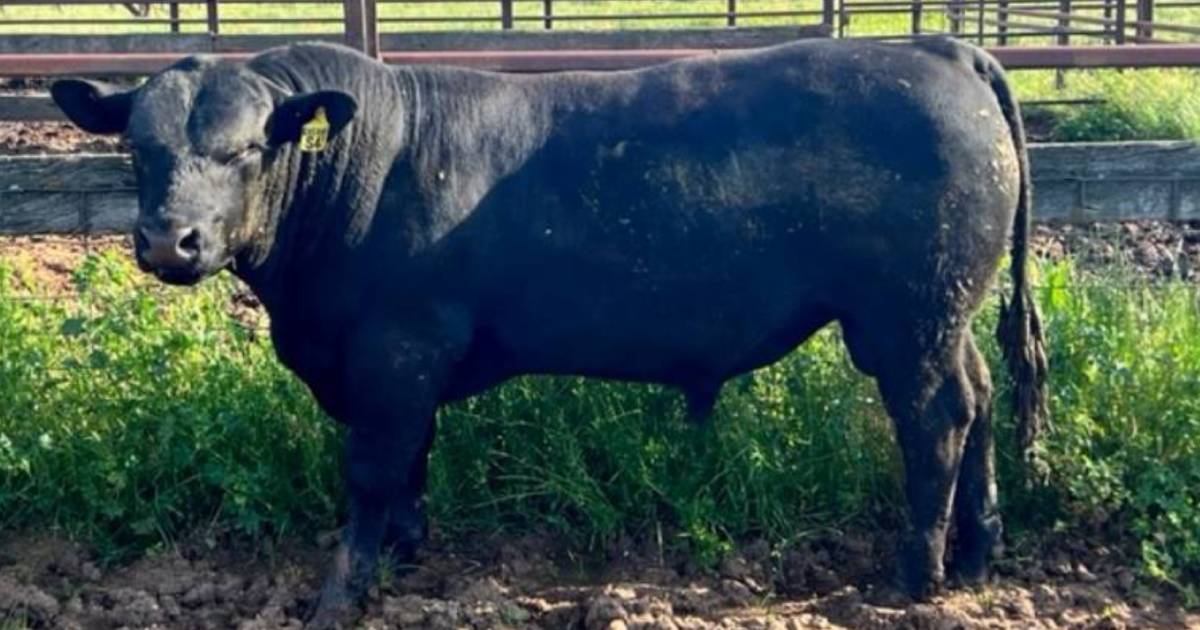 Bulls sell across NSW in Inaugural RUNVS Angus sale