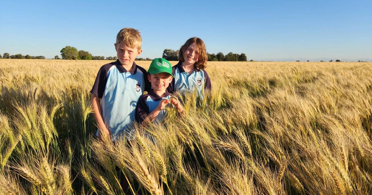 Wet weather causes staggered start to Queensland harvest