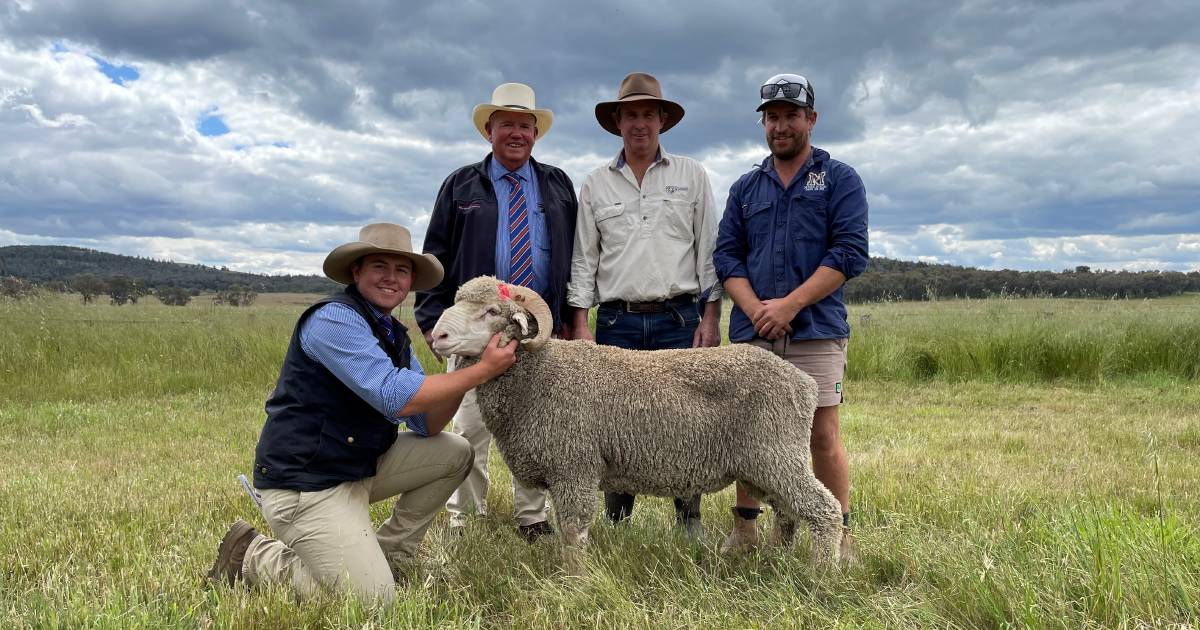 Bare breech rams top Bundemar Merino ram sale | The Land