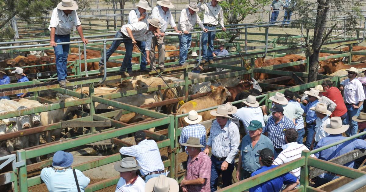 Brahman backgrounder steers make 547c/1520 at Moreton | Queensland Country Life