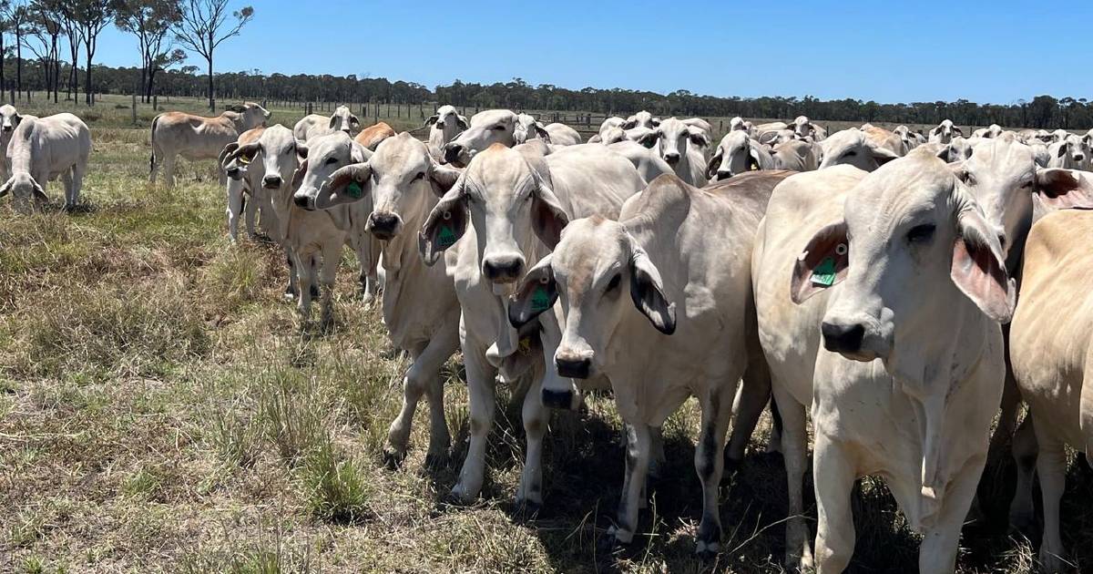 Grey polled and scur Brahman heifers make $5300/head anfd rewrites the record book | North Queensland Register