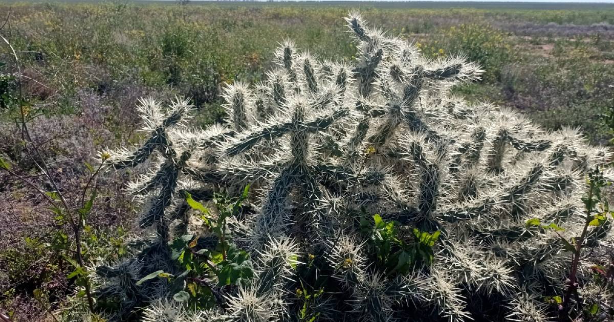 Hudson pear control in need of fast action | The Land