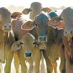 Quality cattle country makes $5.6 million