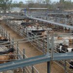 Monty Atkinson Genetics Sale celebrates 21 years in Charters Towers | Photos