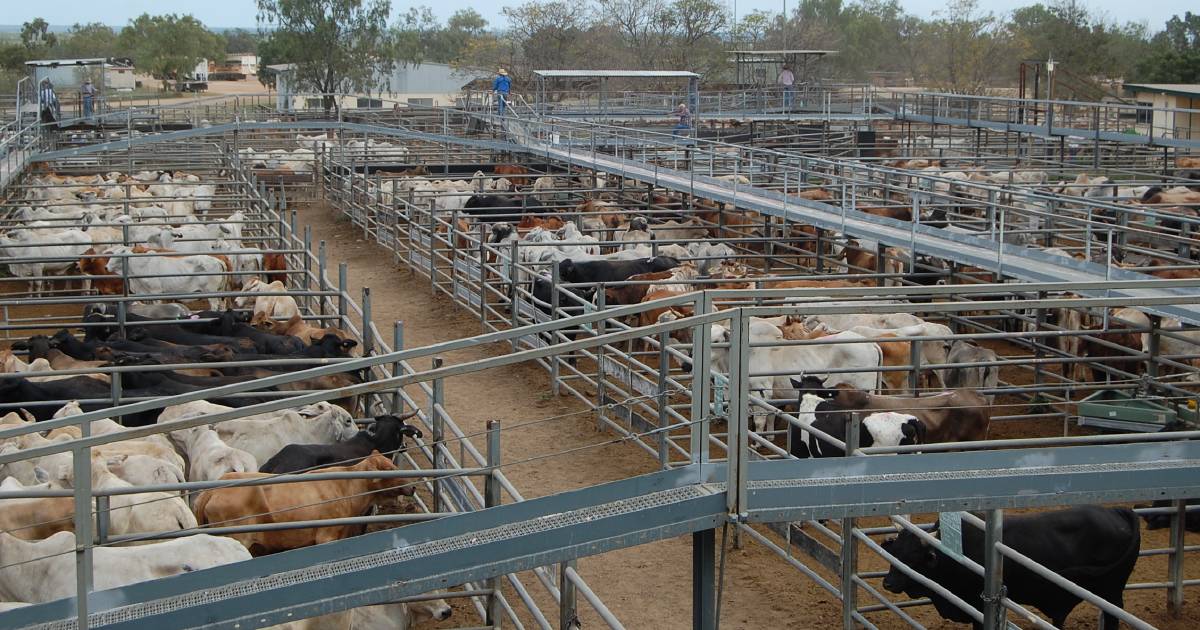 Light weight steers top at 652c/$1323 at Charters Towers | North Queensland Register