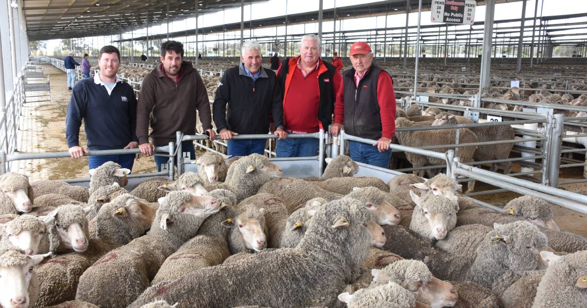 1.5yo Woodanilling ewes make $192 at Katanning | Farm Weekly