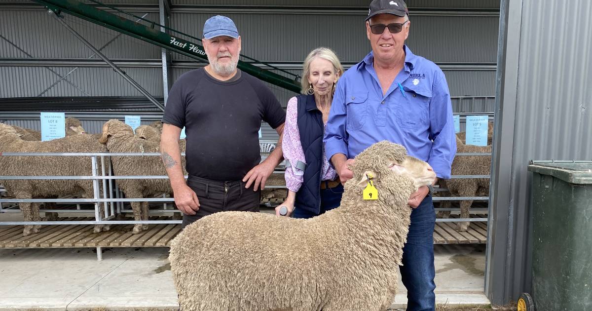 Niela Merino rams sell to $3600