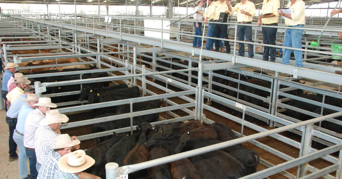 Light weight yearling steers and heifers in demand at Dalby