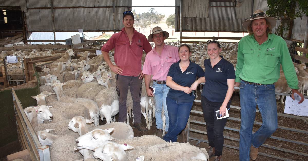 Ewes top $330 at Nutrien Livestock Kojonup reduction sale | Farm Weekly